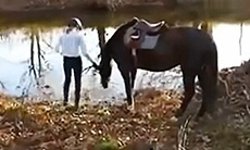 怕水的马被主人拉下河后