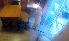 聪明宠物狗从冰箱可以直接拿食物
