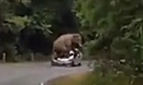 泰国野生大象踩扁汽车